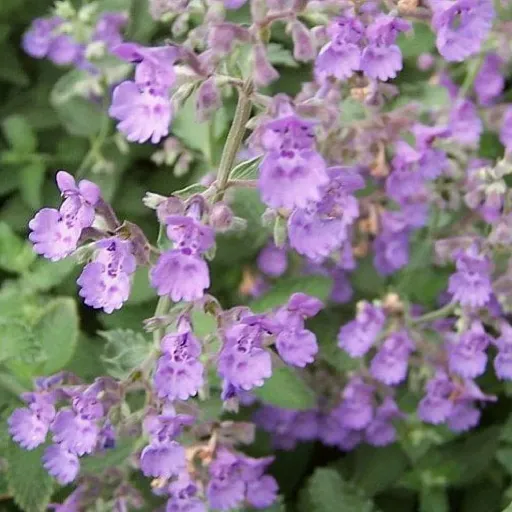 Faassen's Catmint, Ornamental Catmint