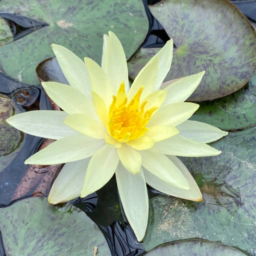White Water Lily, European White Waterlily, Nenuphar