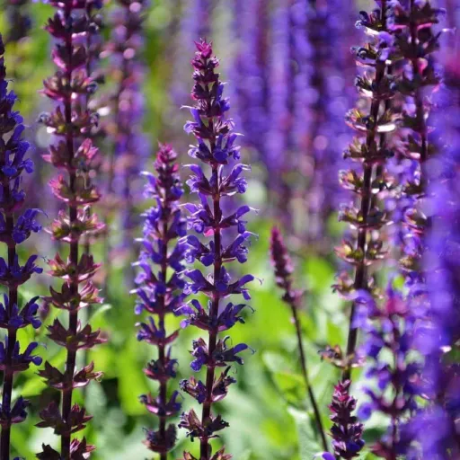 Woodland Sage, Meadow Sage, Balkan Clary